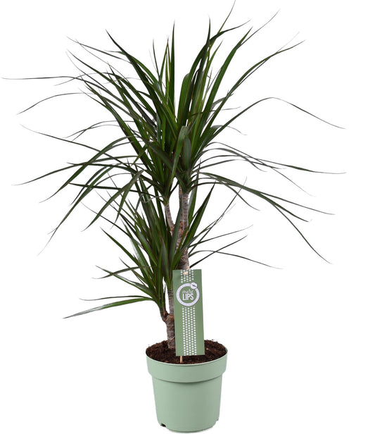 Dracaena Marginata - Ø17cm - ↕70cm von Pflanzfix24.de - Pflanzfix24.de