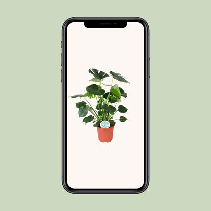 Monstera Deliciosa - Ø21cm - ↕80cm - Pflanzfix24