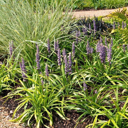 3 x Liriope muscari 'Ingwersen' - Set XL - 14 cm Topfgröße - Pflanzfix24.de - Pflanzfix24.de