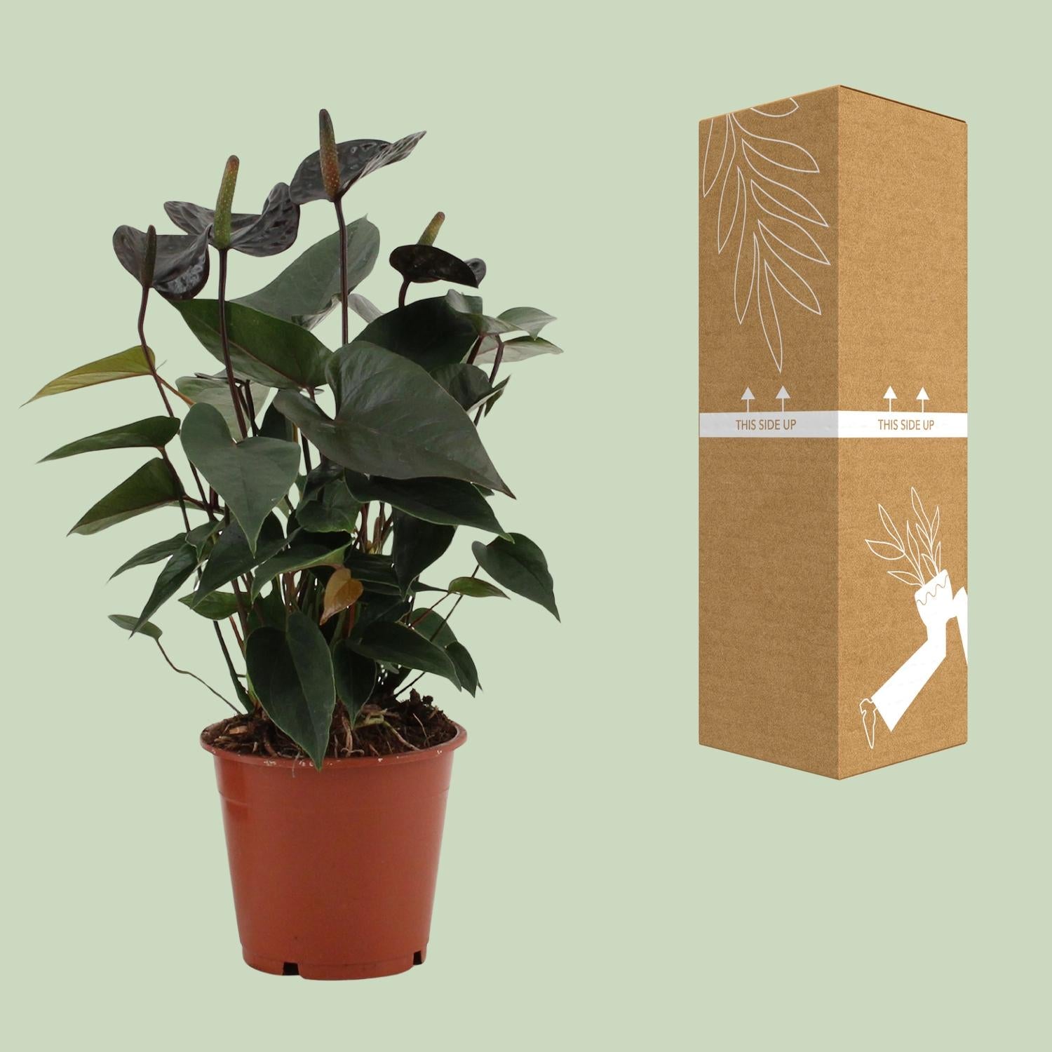 Anthurium Black Love In Transparant Sleeve - Ø12cm - ↕36cm - Pflanzfix24.de - Pflanzfix24.de