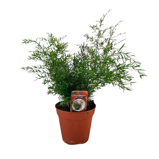 Asparagus Densiflorus Cwebe - Ø13cm - ↕30cm - Pflanzfix24