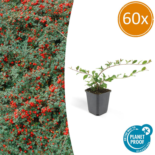 60x Cotoneaster dam. 'Major' - Bodendecker für pflegeleichte Gärten - Pflanzfix24.de - Pflanzfix24.de