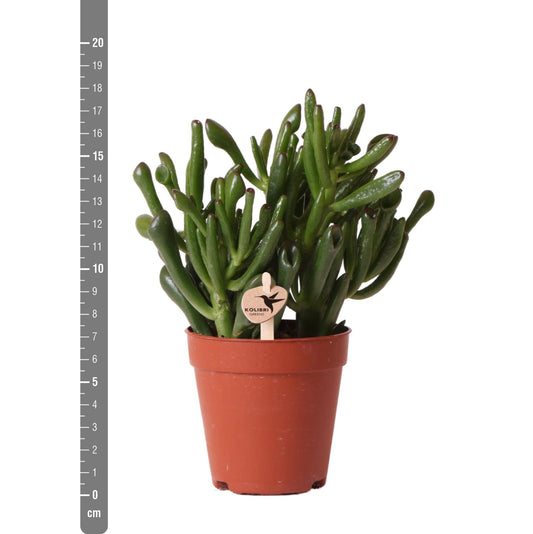 Crassula Hobbit Ø9 cm – Pflanzfix24.de - Pflanzfix24.de