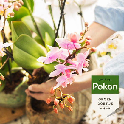 Pokon Bio Orchideenfutter 250 ml – Pflanzfix24.de - Pflanzfix24.de