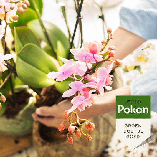 Pokon Bio Orchideenfutter 250 ml – Pflanzfix24.de - Pflanzfix24.de