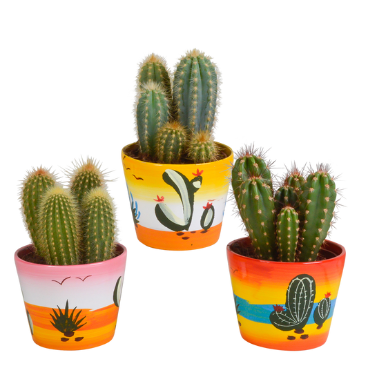 Cereus-Mischung 10,5 cm - 3x - in Mexicaanse pot - Pflanzfix24.de - Pflanzfix24.de