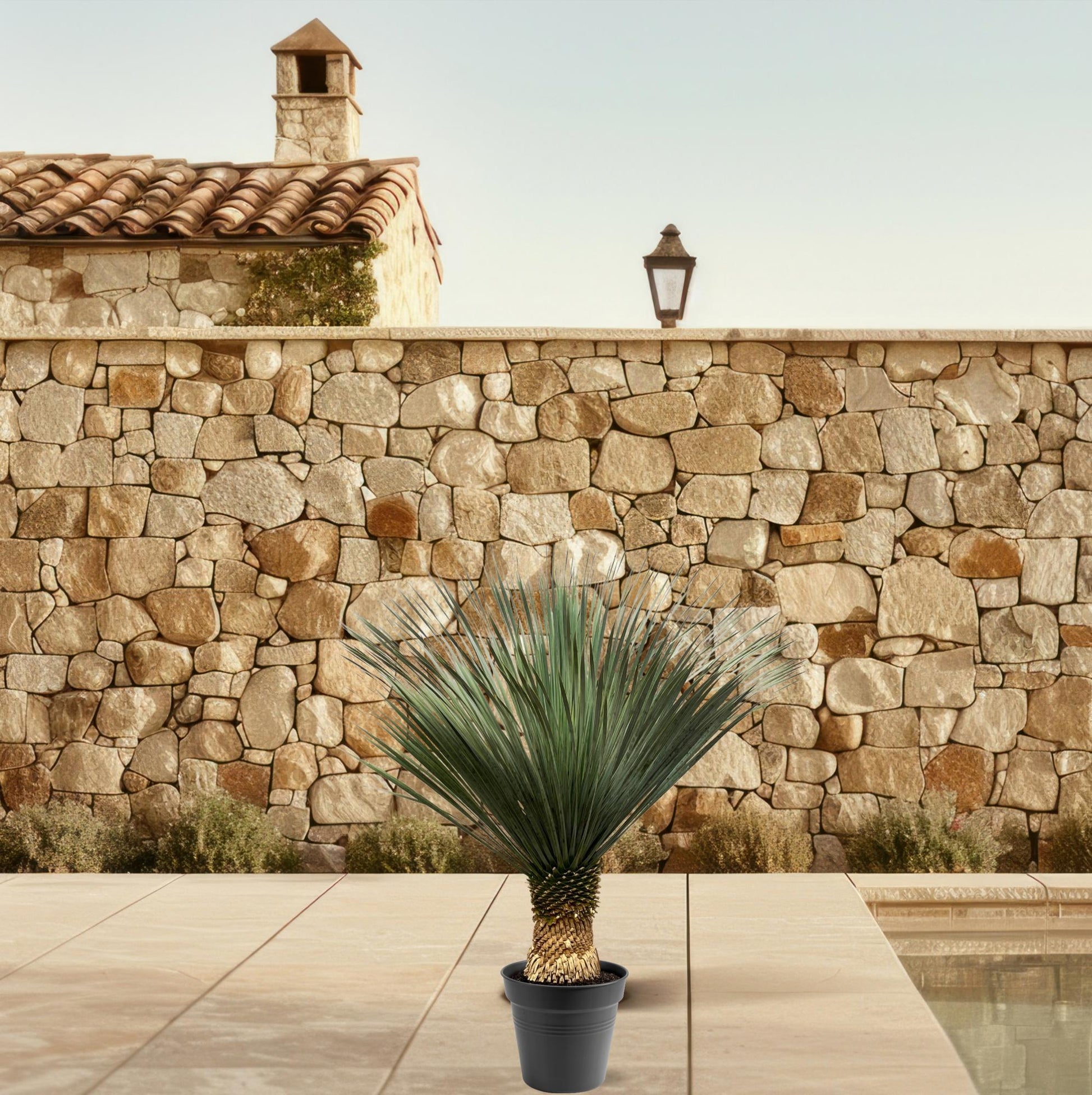 Yucca Rostrata 100-120 cm Topf Ø40 cm – Robust & Exotisch | Pflanzfix24.de - Pflanzfix24.de
