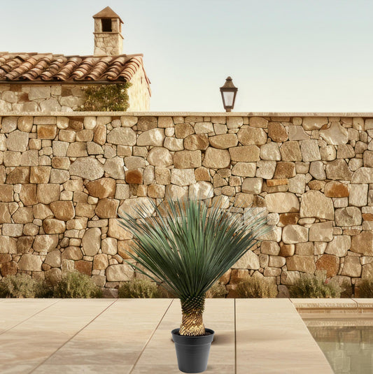 Yucca Rostrata 100-120 cm Topf Ø40 cm – Robust & Exotisch | Pflanzfix24.de - Pflanzfix24.de