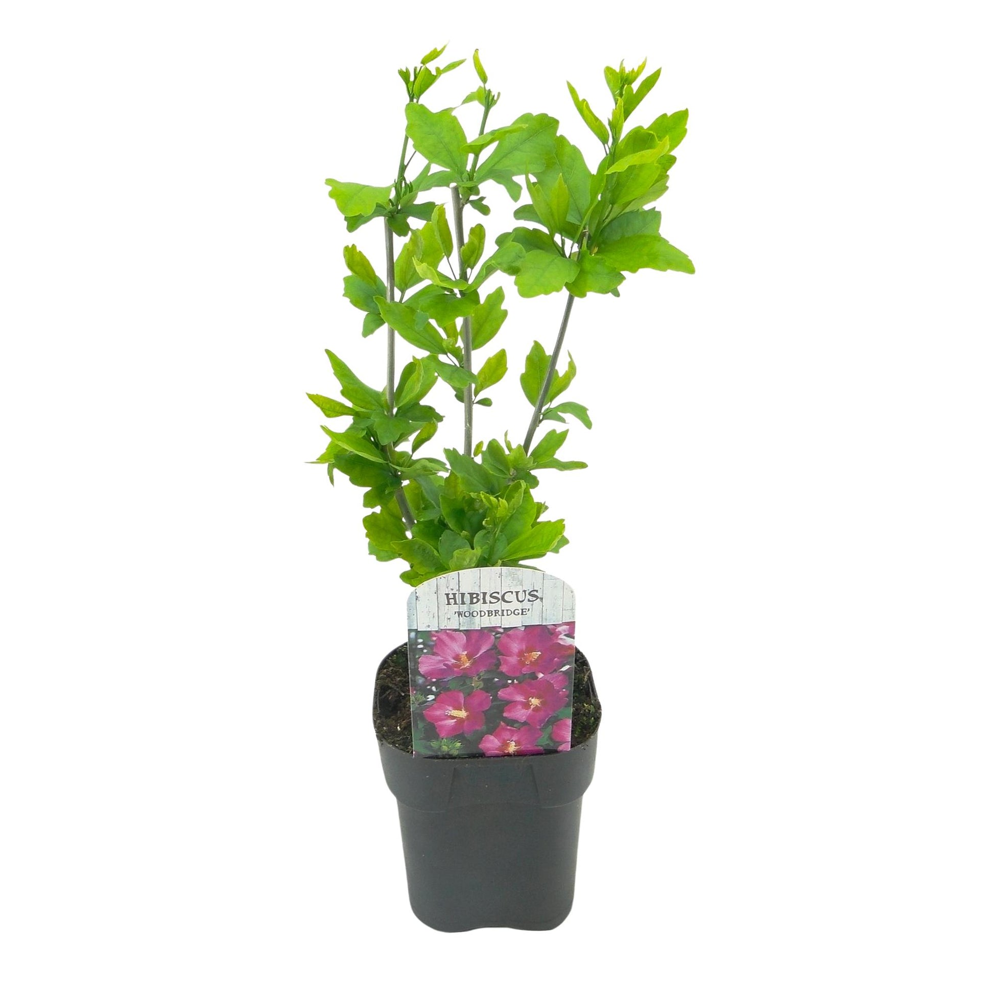 Pflanzfix24.de - Hibiscus syriacus Woodbridge - 1 Pflanze - Blüte Rosa - Laubabwerfend - Topf 17cm - Pflanzfix24.de