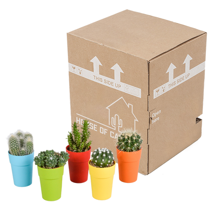 Kakteenmischung 5,5 cm - 5x - in gekleurde plasticpot - Pflanzfix24.de - Pflanzfix24.de