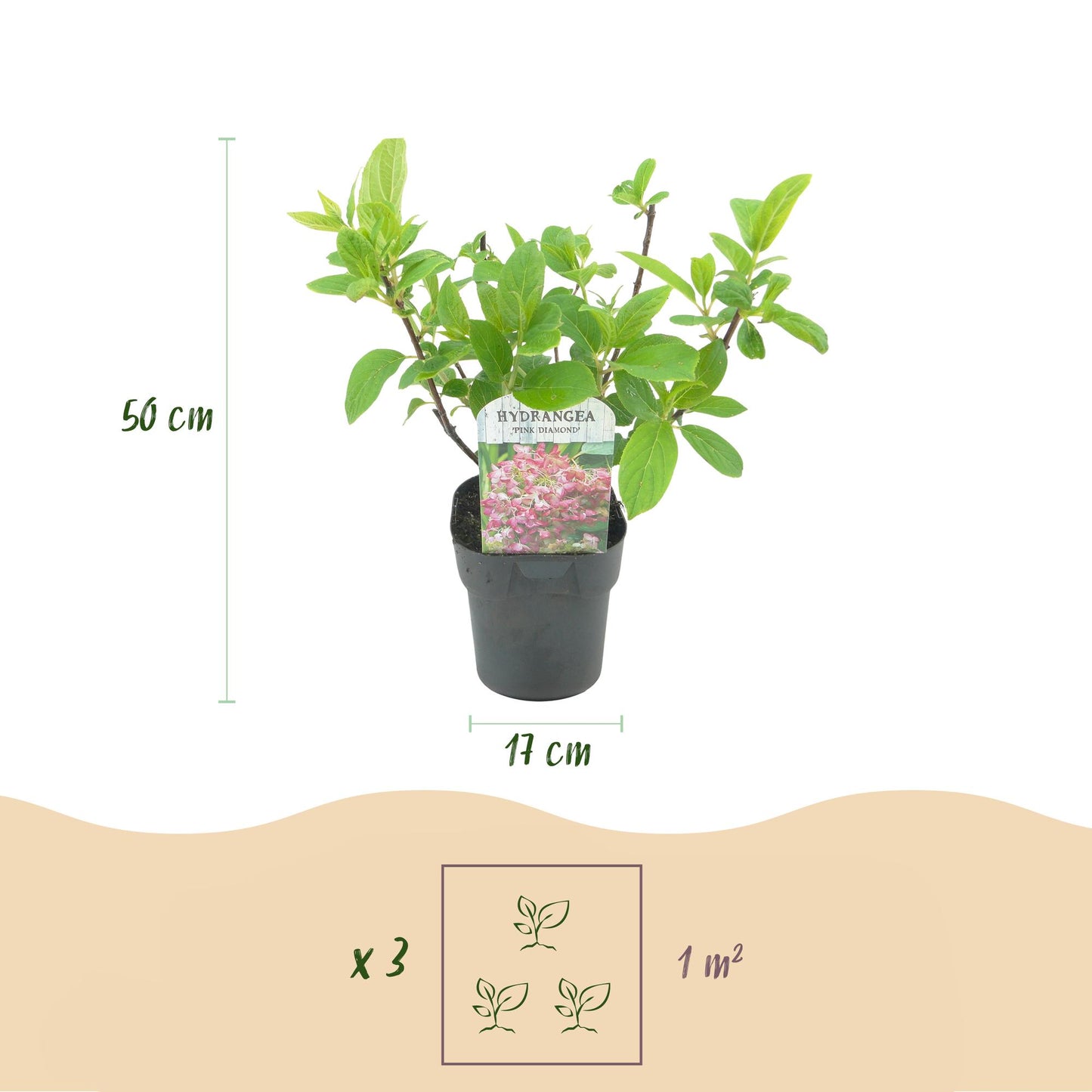 Pflanzfix24 - Hydrangea panniculata Pink Diamond - 3er Set - Topf 17cm