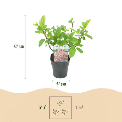 Pflanzfix24 - Hydrangea panniculata Pink Diamond - 3er Set - Topf 17cm
