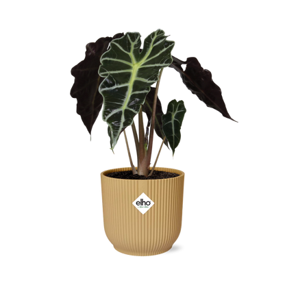 Alocasia Elefantenohr 'Polly' in ELHO Vibes Fold 14cm - Pflanzfix24