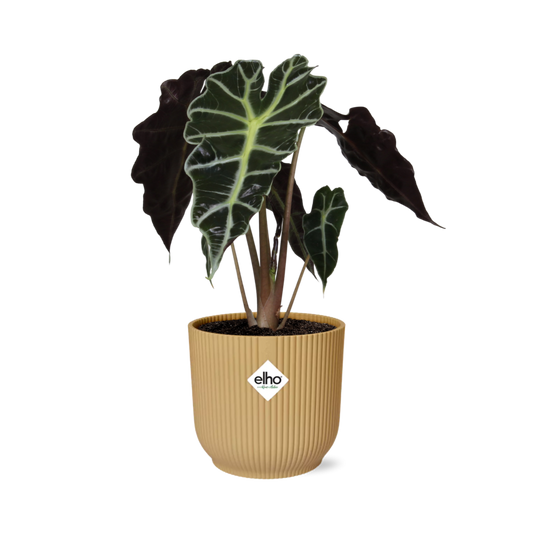 Alocasia Elefantenohr 'Polly' in ELHO Vibes Fold 14cm - Pflanzfix24
