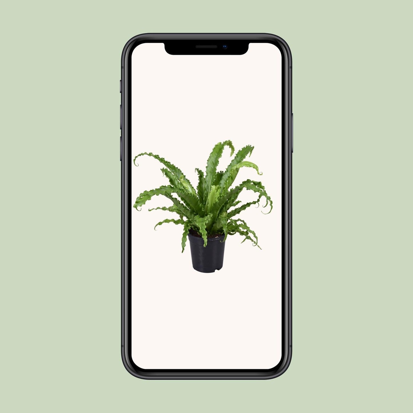 Asplenium Antiquum Osaka - Ø17cm - ↕45cm - Pflanzfix24