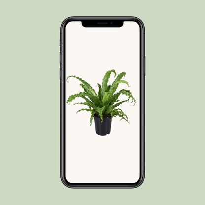 Asplenium Antiquum Osaka - Ø17cm - ↕45cm - Pflanzfix24