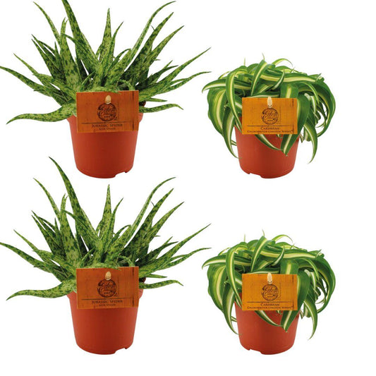 2x Aloe Spider + 2x Chlorophytum Bonnie - 4 stuks - Ø10.5cm - ↕10cm - Pflanzfix24