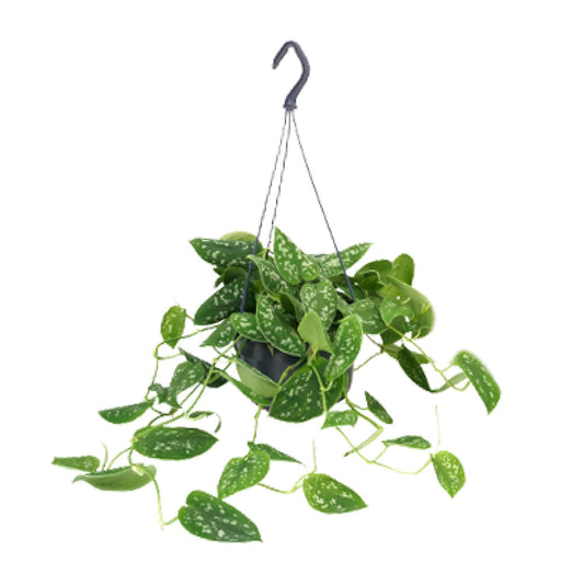 Scindapsus Pictus Argyraeus – 15cm Topf – Pflanzfix24.de - Pflanzfix24.de
