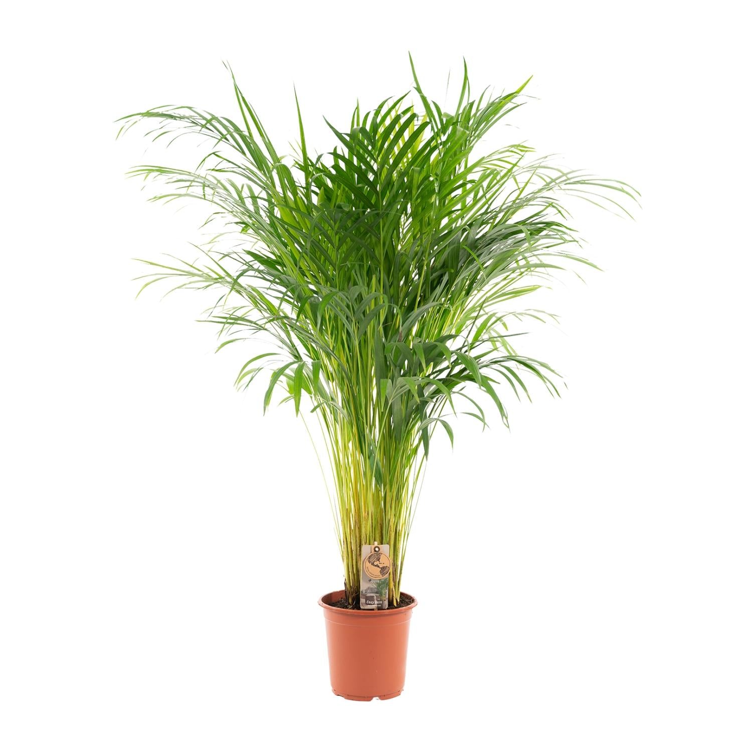 Areca-Palme - Ø21cm - ↕110cm | Pflanzfix24.de - Pflanzfix24.de