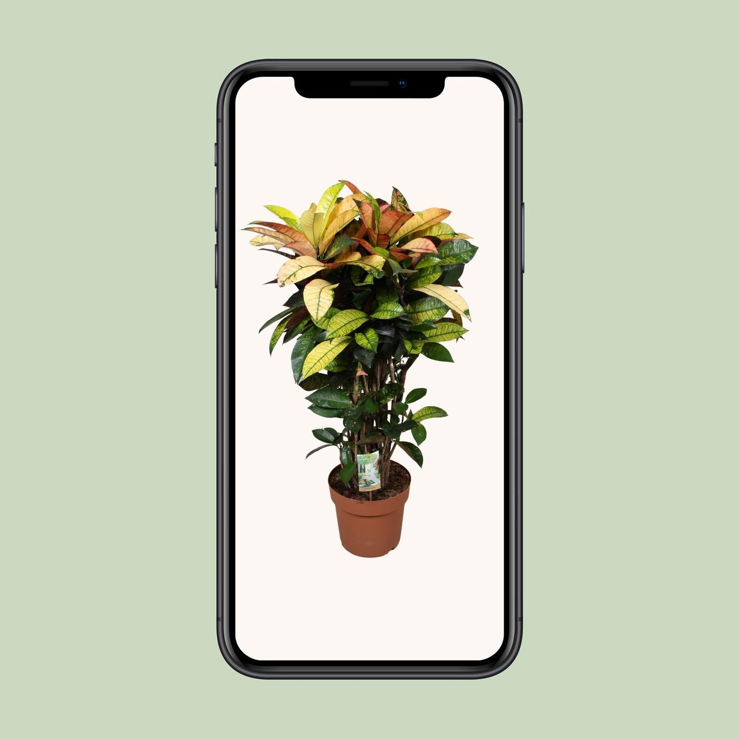 Codiaeum Mrs Iceton - Ø24cm - ↕80cm - Pflanzfix24