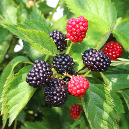 Pflanzfix24 - Brombeere - Rubus Thornfree Evergreen - Schwarze Brombeere - Dornlos - 2 Pflanzen