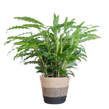Calathea Rufibarba mit Korb Lissabon schwarz - 55cm - Ø17 - Pflanzfix24