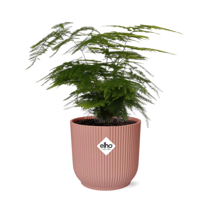 Asparagus Setaceus ‘Plumosus’ 14cm ELHO Topf rosa | Pflanzfix24