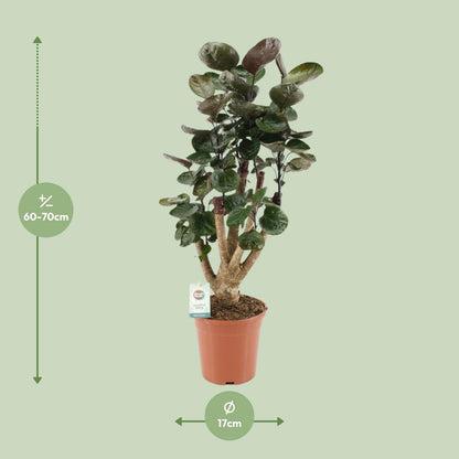Polyscias Fabian - Ø17cm - ↕65cm - Pflanzfix24