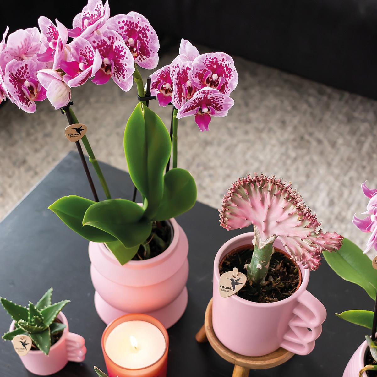 2er Set Phalaenopsis El Salvador Rosa-Lila Ø9cm – Pflanzfix24.de - Pflanzfix24.de