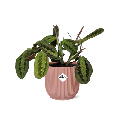 Maranta Leuconeura ‘Fascinator’ Tricolor 14cm ELHO Vibes Fold | Pflanzfix24