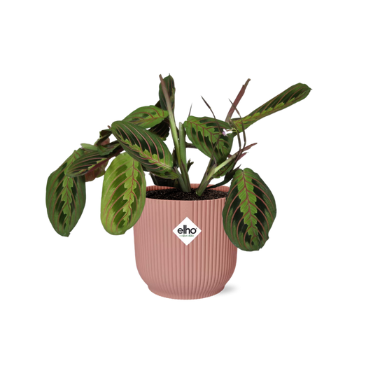 Maranta Leuconeura ‘Fascinator’ Tricolor 14cm ELHO Vibes Fold | Pflanzfix24