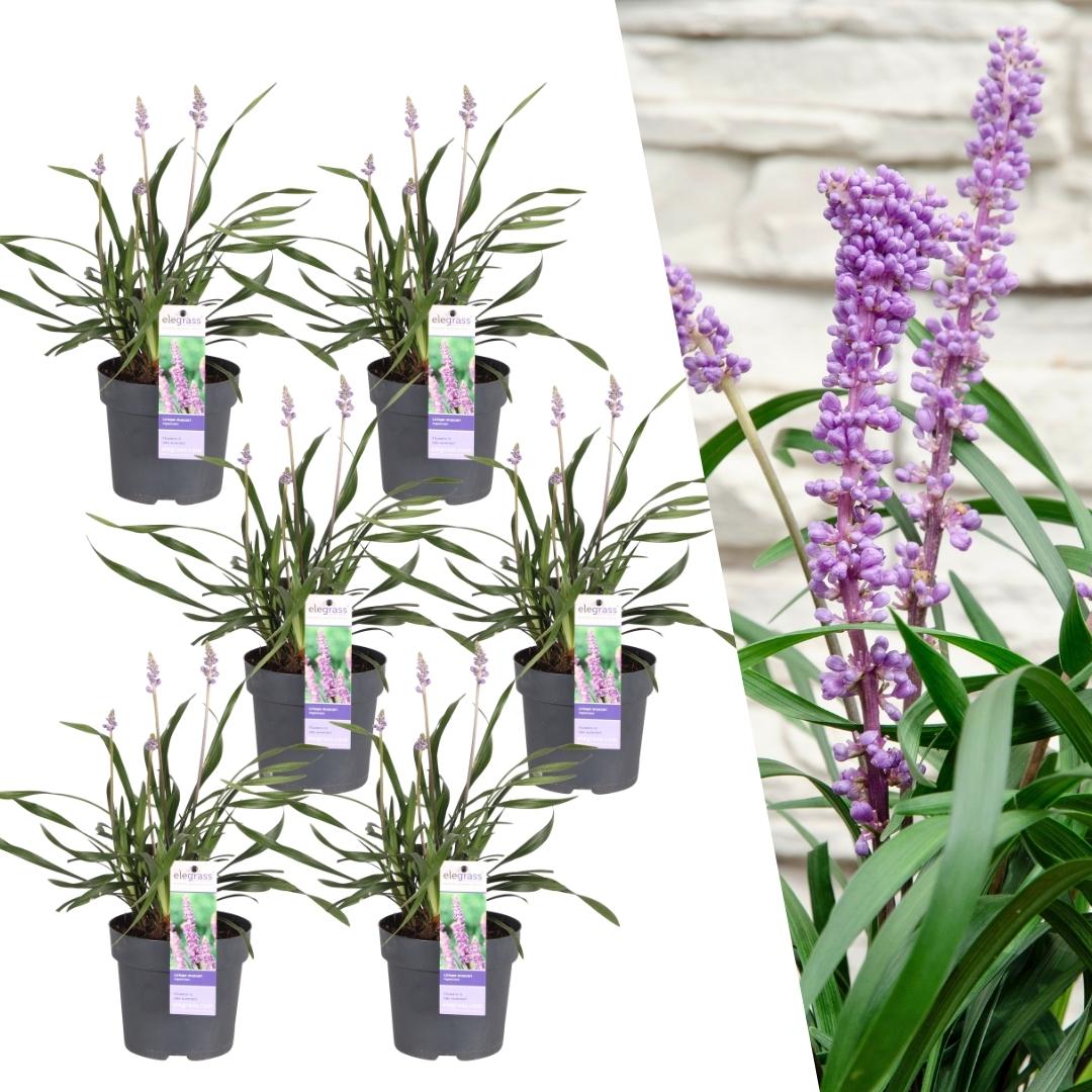 6 x Liriope muscari 'Ingwersen' - Set XL - Ø 14 cm - ↨ 25 cm - Pflanzfix24.de - Pflanzfix24.de