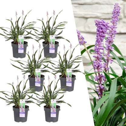 6 x Liriope muscari 'Ingwersen' - Set XL - Ø 14 cm - ↨ 25 cm - Pflanzfix24.de - Pflanzfix24.de