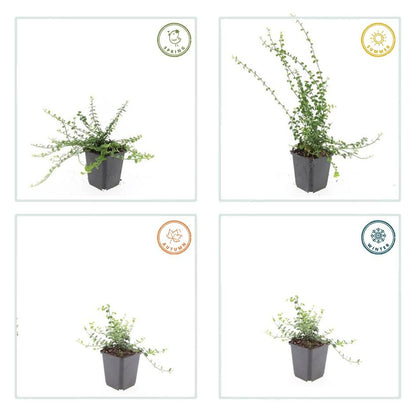 40x Euonymus fort. 'Minimus' - ↕10-25cm - Ø9cm bei Pflanzfix24.de - Pflanzfix24.de