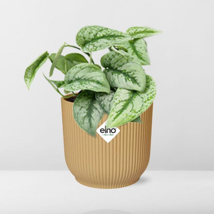 Scindapsus Pictus Trebie 14 cm ELHO Vibes Gelb | Pflanzfix24