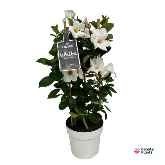 Mandevilla Sundaville White In Toren (Dipladenia) - Pflanzfix24