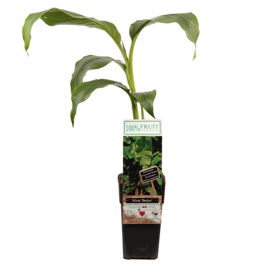 Musa Basjoo - Ø15cm - ↕50cm - Pflanzfix24