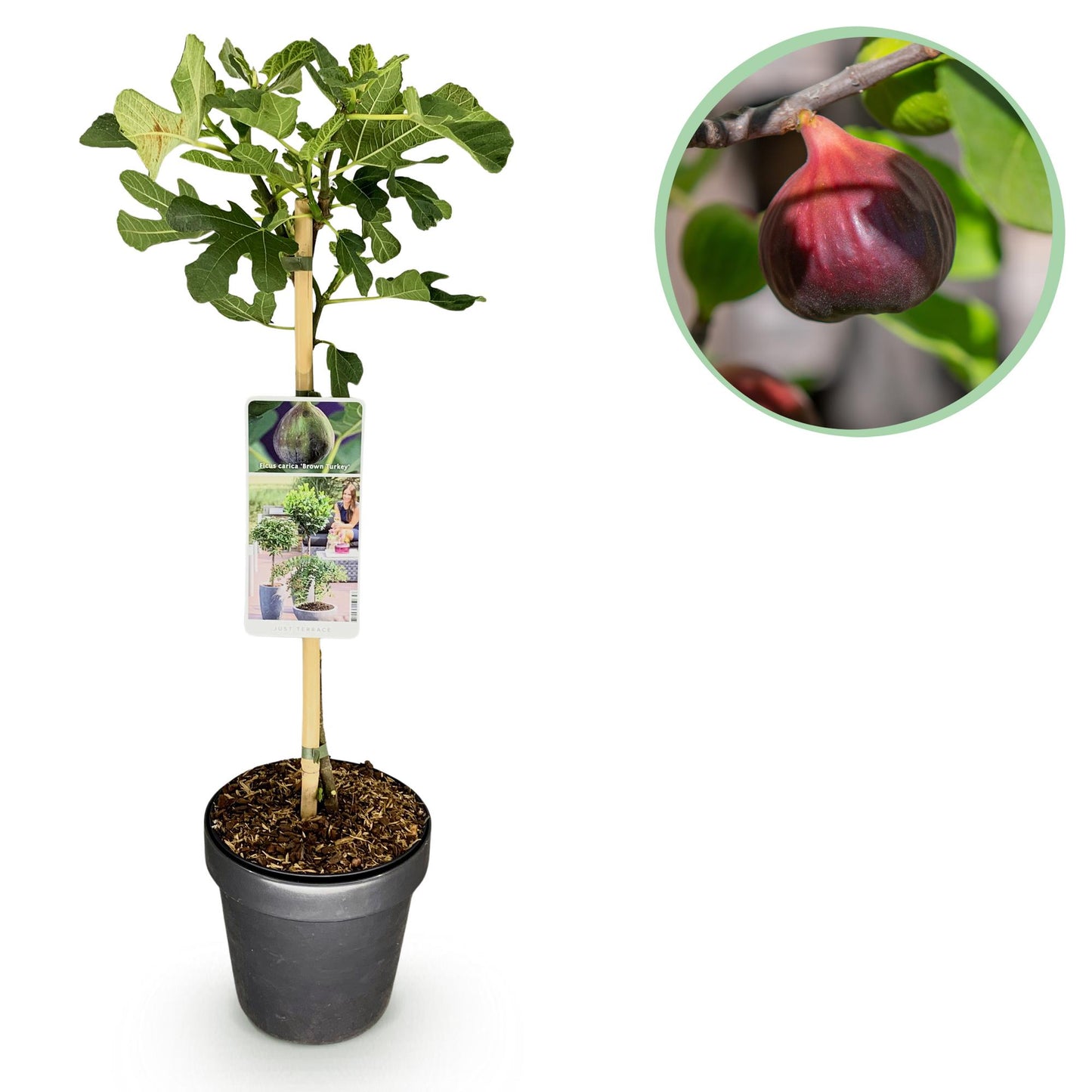 Ficus Carica Brown Turkey Feigenbaum - 90 cm - Pflanzfix24