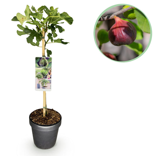Ficus Carica Brown Turkey Feigenbaum - 90 cm - Pflanzfix24