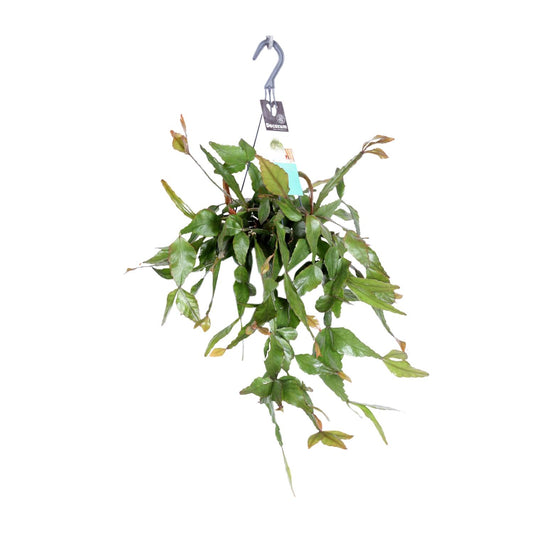 Rhipsalis Elliptica - Ø17cm - ↕35cm - Pflanzfix24