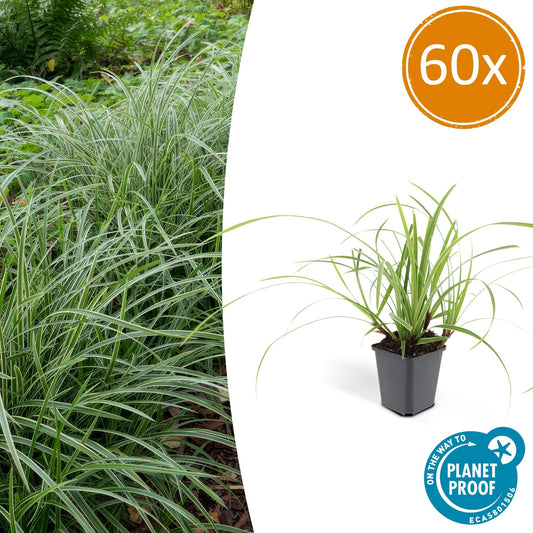 60x Carex morrowii 'Ice Dance' - ↕10-25cm - Ø9cm - Pflanzfix24.de - Pflanzfix24.de