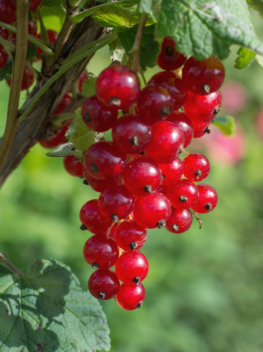 Ribes rubrum 'Jonkheer van Tets' rote Johannisbeere – Pflanzfix24.de - Pflanzfix24.de