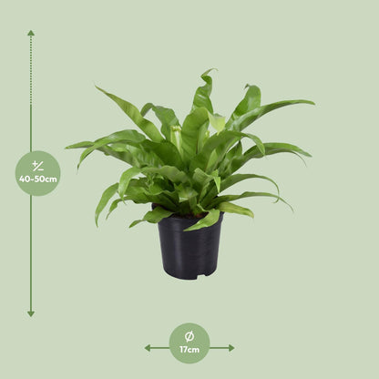 Asplenium Antiquum - Ø17cm - ↕45cm von Pflanzfix24.de - Pflanzfix24.de
