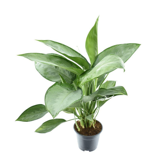 Aglaonema Silverado - Ø14cm - ↕40cm - Pflanzfix24