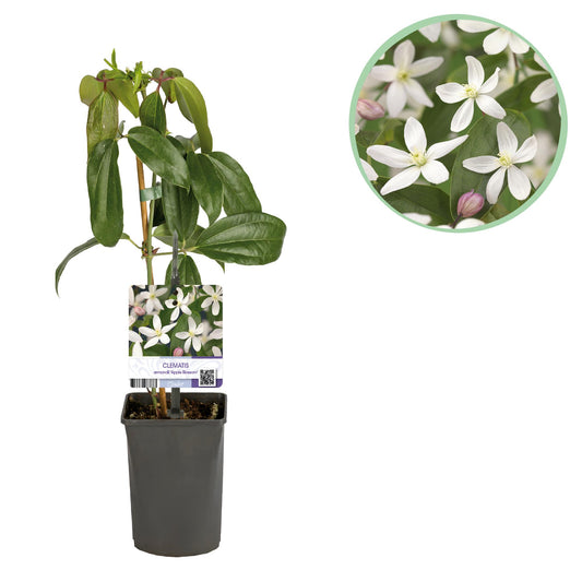Pflanzfix24 - Clematis armandii Apple Blossom - Immergrüne Kletterpflanze - Rosa Blüte - 1 Pflanze im 11cm Topf