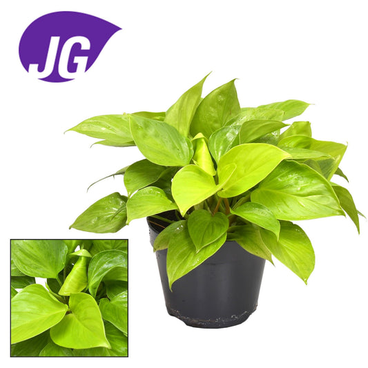 Homalomena Lemon Lime - Ø15cm - ↕30cm - Pflanzfix24