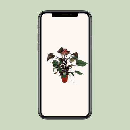 Philodendron Ruby Pyramide - Ø19cm - ↕75cm - Pflanzfix24