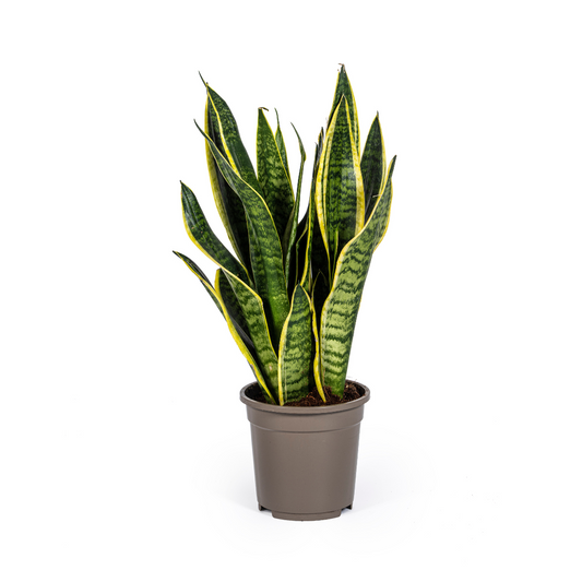 Sansevieria Trifasciata Futura Superba Ø17cm | Pflegeleichte Zimmerpflanze – Pflanzfix24.de - Pflanzfix24.de