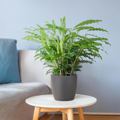 Calathea Rufibarba mit Viber Grau - 55cm - Ø17 - Pflanzfix24