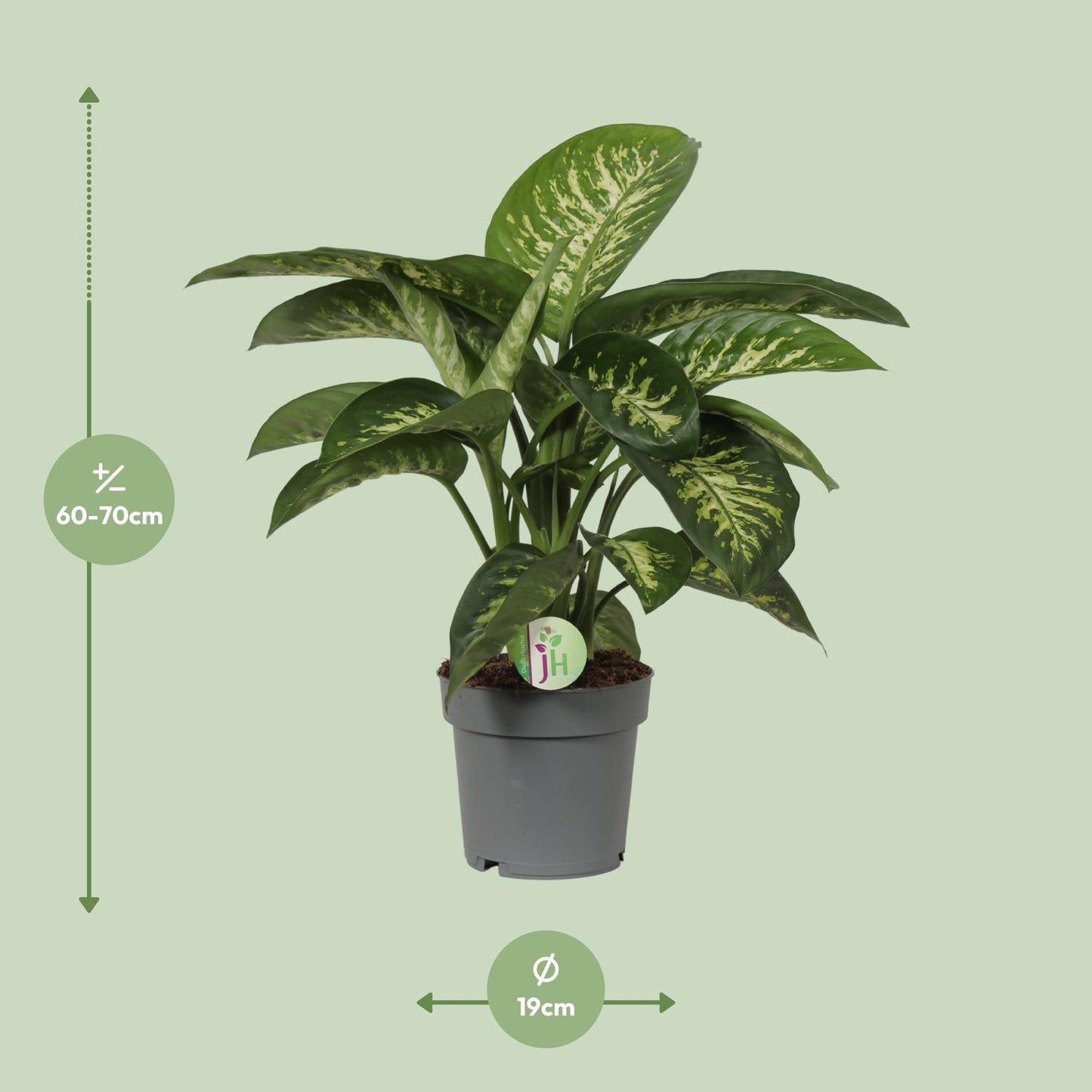 Dieffenbachia Mars - Ø19cm - ↕60cm - Pflanzfix24